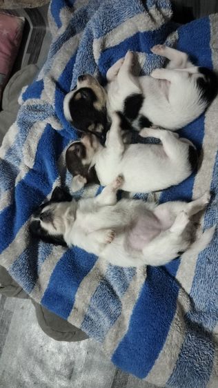 ชิวาว่า  รูปที่ 2