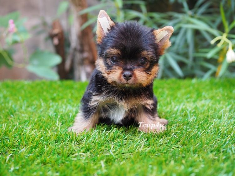 ลูกยอร์คเชียร์ เพศผู้  ไซร์เล็ก