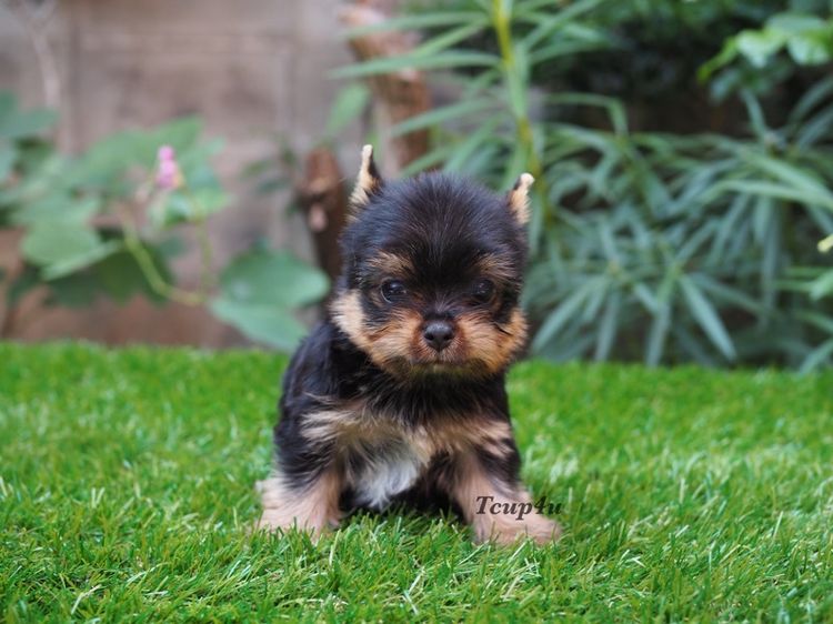 ลูกยอร์คเชียร์ เพศผู้  ไซร์เล็ก รูปที่ 2