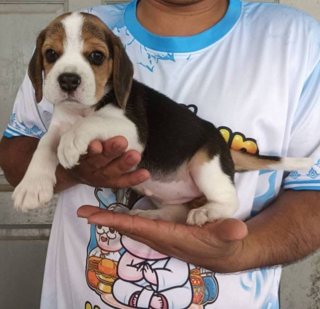 บีเกิล (Beagle) เล็ก บีเกิ้ล