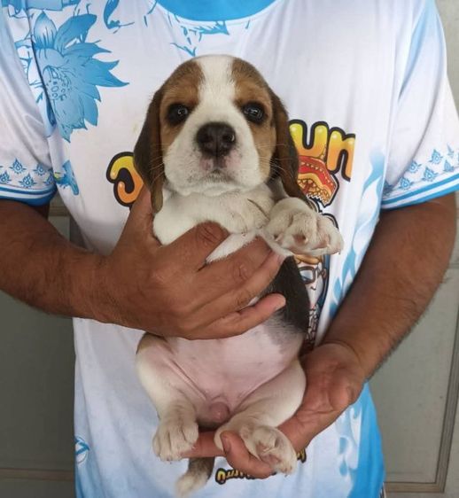 บีเกิ้ล รูปที่ 2