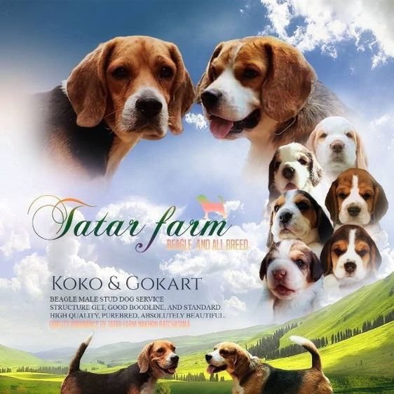 บีเกิ้ล รูปที่ 4