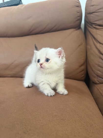 ดญ มันช์กิ้น ขาสั้น สีพ๊อย ตาฟ้า สายเลือดแชมป์พร้อมใบ รูปที่ 3