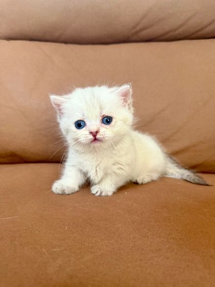 ดญ มันช์กิ้น ขาสั้น สีพ๊อย ตาฟ้า สายเลือดแชมป์พร้อมใบ รูปที่ 5