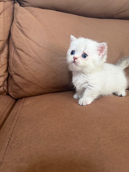 ดญ มันช์กิ้น ขาสั้น สีพ๊อย ตาฟ้า สายเลือดแชมป์พร้อมใบ รูปที่ 4