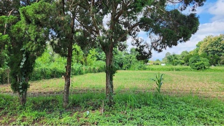 ใช่ ที่ดินสวนเกษตรติดรีสอร์ท จากแยก รวมโชค 20 km รูปที่ 4