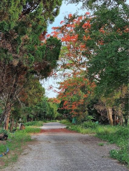 ใช่ ที่ดินสวนเกษตรติดรีสอร์ท จากแยก รวมโชค 20 km รูปที่ 2