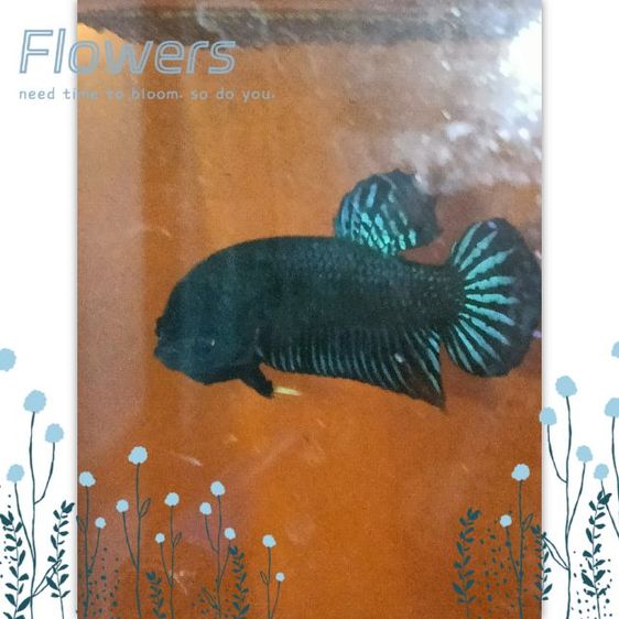 ปลากัด มาเลย์ สายหนัง ตระกูลบี รูปที่ 4