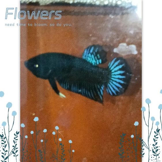 ปลากัด มาเลย์ สายหนัง ตระกูลบี รูปที่ 5