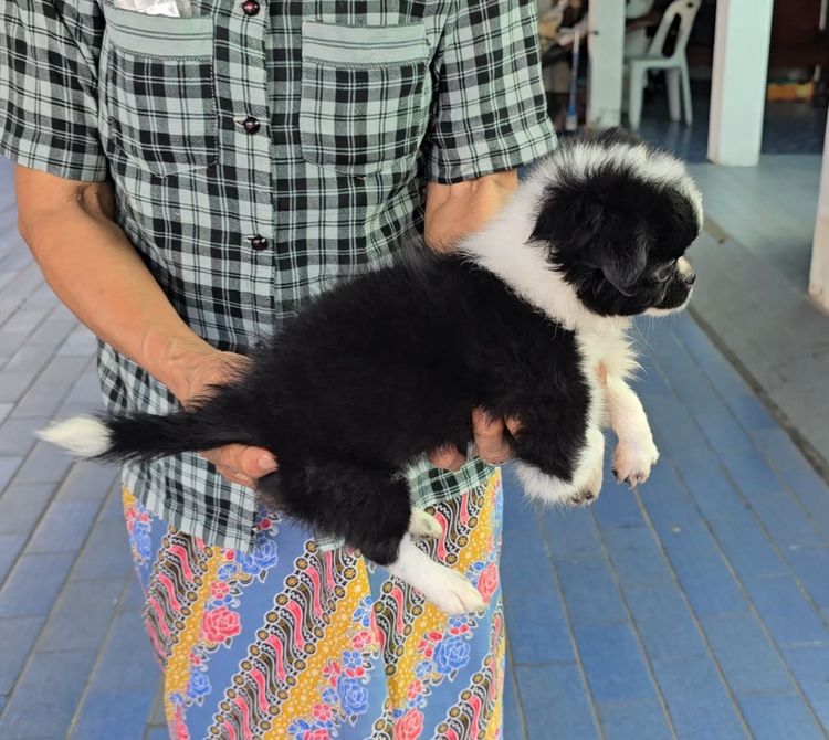 ลูกสุนัขชิวาว่าผสมชิห์สุ น่ารักแข็งแรง ร่าเริง ทำวัคซีนแล้ว จาก kankarnclub มีจัดส่งทั่วประเทศ (กันย์เจ้าเก่าครับ) รูปที่ 2