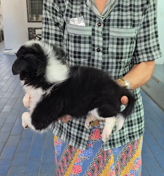 ลูกสุนัขชิวาว่าผสมชิห์สุ น่ารักแข็งแรง ร่าเริง ทำวัคซีนแล้ว จาก kankarnclub มีจัดส่งทั่วประเทศ (กันย์เจ้าเก่าครับ) รูปที่ 3