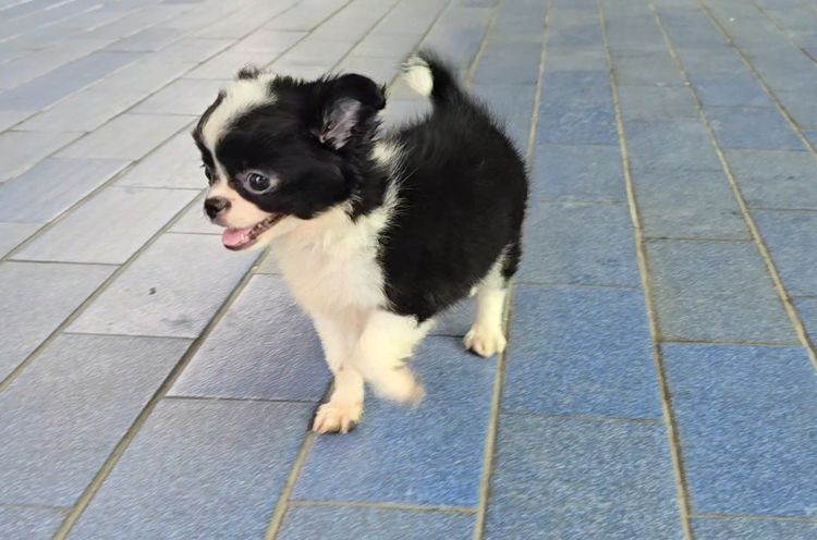 ลูกสุนัขชิวาว่าผสมชิห์สุ น่ารักแข็งแรง ร่าเริง ทำวัคซีนแล้ว จาก kankarnclub มีจัดส่งทั่วประเทศ (กันย์เจ้าเก่าครับ) รูปที่ 4