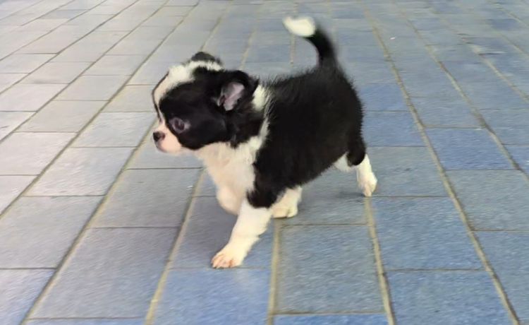 ลูกสุนัขชิวาว่าผสมชิห์สุ น่ารักแข็งแรง ร่าเริง ทำวัคซีนแล้ว จาก kankarnclub มีจัดส่งทั่วประเทศ (กันย์เจ้าเก่าครับ) รูปที่ 5