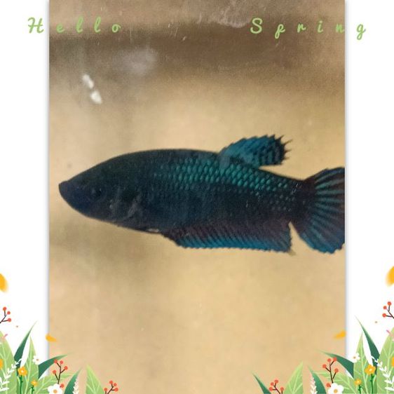 ปลากัดมาเลย์  สายหนัง ตระกูลบี รูปที่ 2