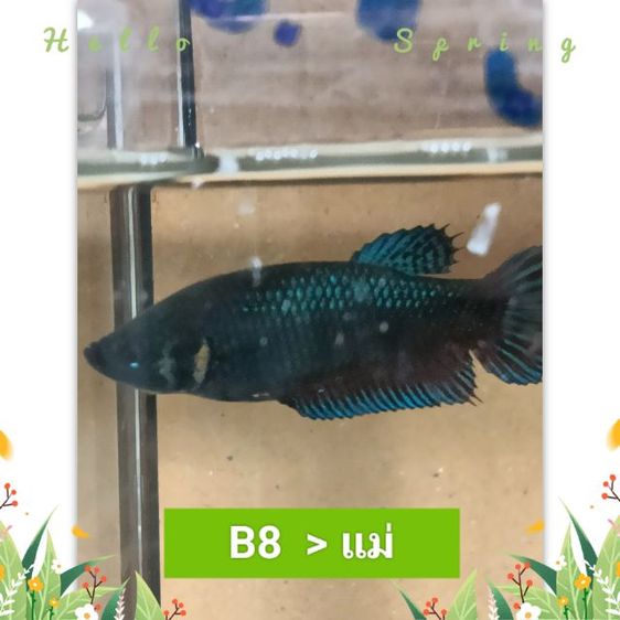 ปลากัดมาเลย์  สายหนัง ตระกูลบี รูปที่ 4