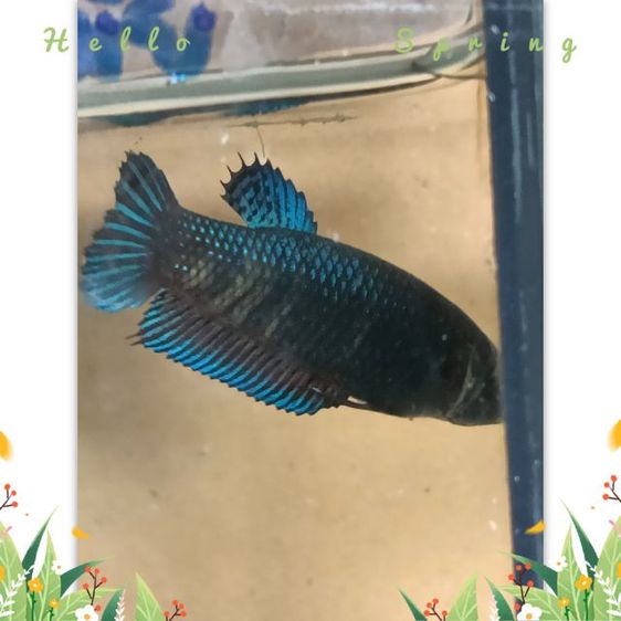 ปลากัดมาเลย์  สายหนัง ตระกูลบี รูปที่ 6