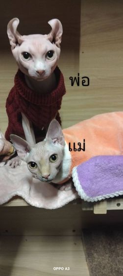 สฟิงซ์ รูปที่ 2