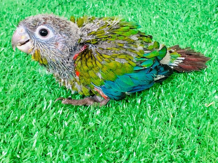 นกแก้ว ปากขอ รูปที่ 2