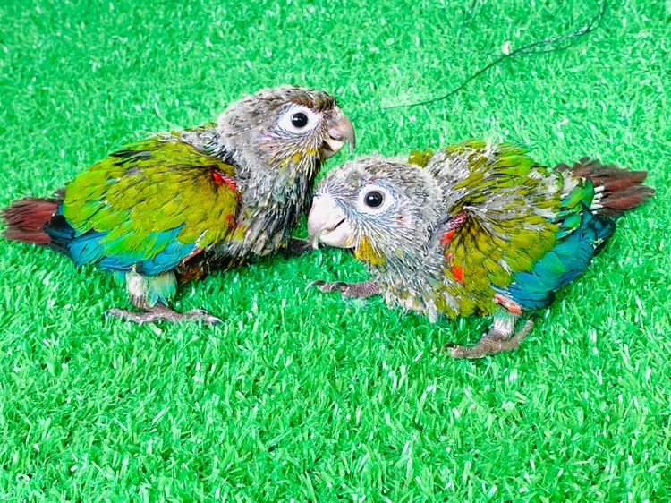 นกแก้ว ปากขอ รูปที่ 3