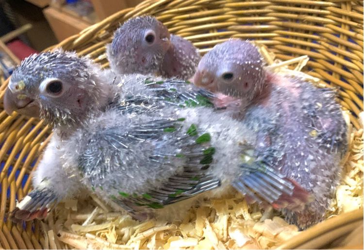 นกแก้ว ปากขอ รูปที่ 5