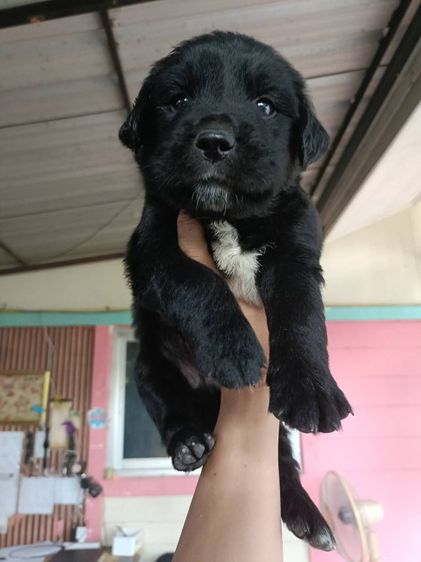 ขายแลกเปลี่ยน รูปที่ 2