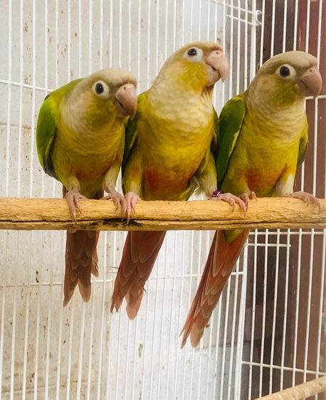 กรีนชีค นกแก้ว กรีนชิต