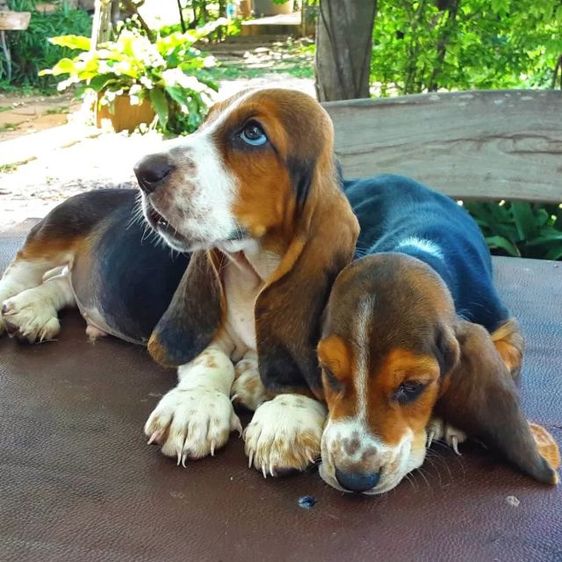 ลูกสุนัขพันธุ์บาสเซ็ตฮาวด์ รูปที่ 6