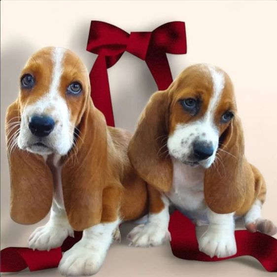 ลูกสุนัขพันธุ์บาสเซ็ตฮาวด์ รูปที่ 5