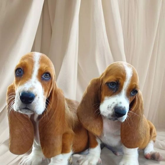 ลูกสุนัขพันธุ์บาสเซ็ตฮาวด์ รูปที่ 4