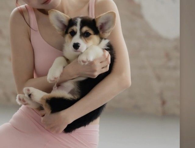 คอร์กี้ (Corgi) กลาง Corgi คอร์กี้เพศชาย