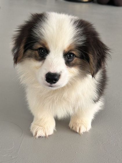 Corgi คอร์กี้เพศชาย 