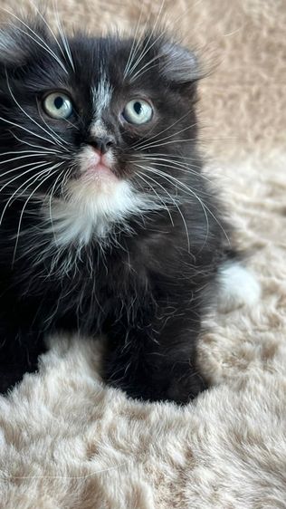 แมวดำ อเมริกันเคิร์ล รูปที่ 4