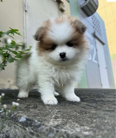 ปอมราคาถูก