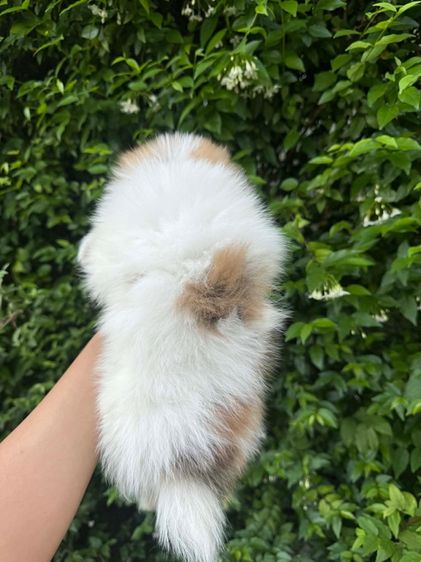 ปอมราคาถูก รูปที่ 2