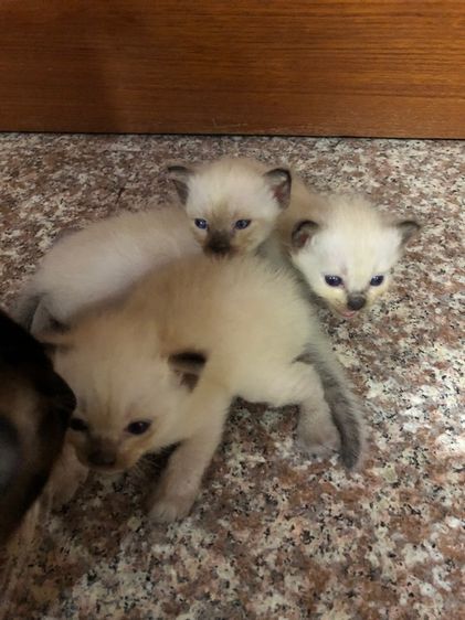 วิเชียรมาร รูปที่ 3