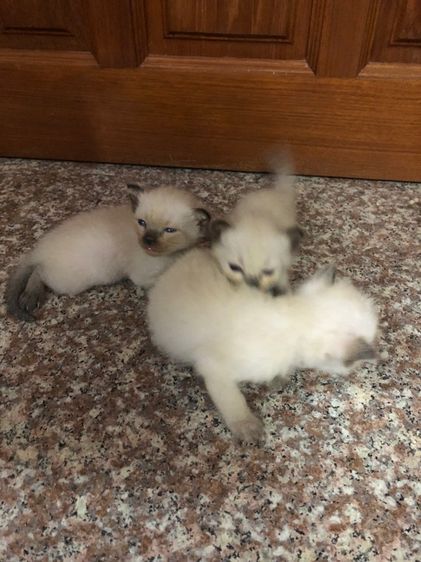 วิเชียรมาศ (Siamese Cat) วิเชียรมาร