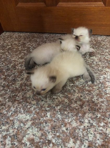 วิเชียรมาร รูปที่ 5