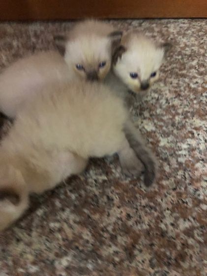 วิเชียรมาร รูปที่ 7