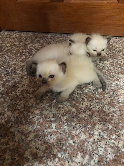 วิเชียรมาร รูปที่ 2