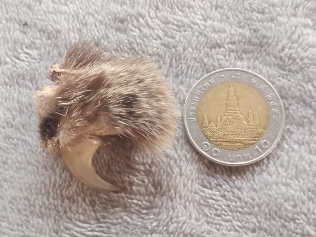 เล็บไฟ รูปที่ 7