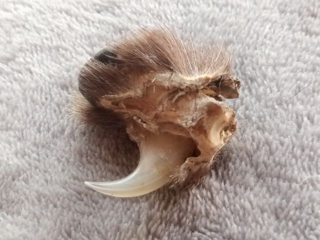 เล็บไฟ รูปที่ 4