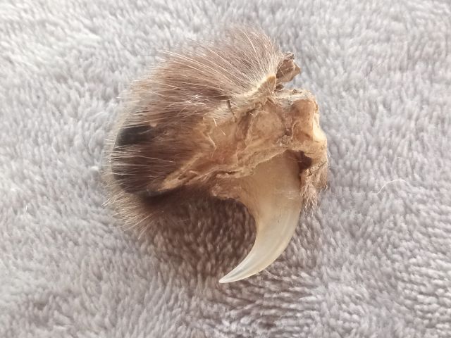 เล็บไฟ รูปที่ 5