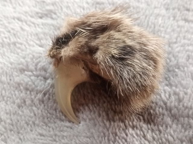 เล็บไฟ รูปที่ 3