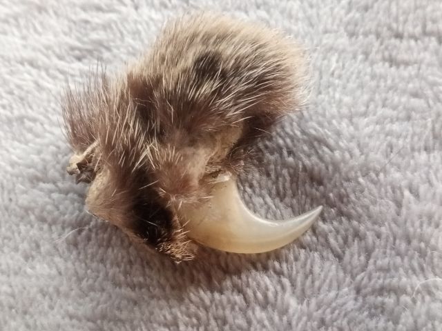 เล็บไฟ รูปที่ 2