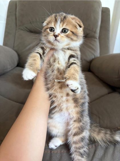 สก๊อตติชแท้ รูปที่ 3