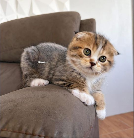 สก๊อตติชแท้ รูปที่ 2