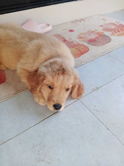 ลูกสุนัขโกลเด้นรีทรีฟเวอร์ เพศเมีย อายุ 2 เดือน น่ารัก