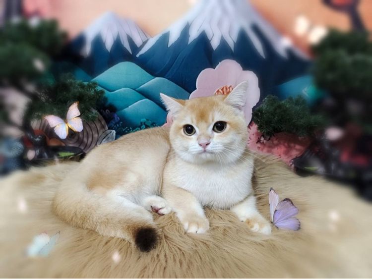 น้องแมวบริทิช เพศชาย 1ปี รูปที่ 4