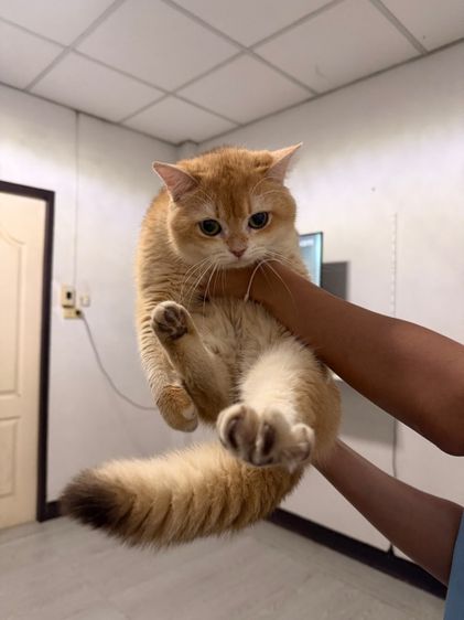 น้องแมวบริทิช เพศชาย 1ปี