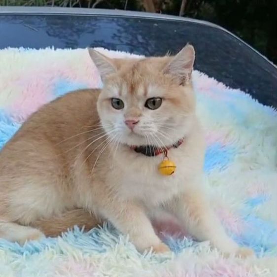 แมวบริติชช็อตแฮร์ ผญ รูปที่ 3